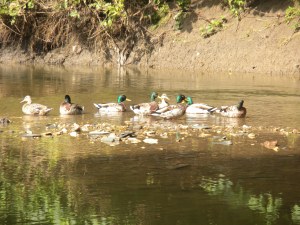Ducks in a row on Indian Creek, Overland Park, Kansas 6-19-10