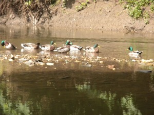 Ducks in a row on Indian Creek, Overland Park, Kansas 6-19-10